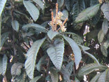 Loquat