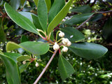 Ternstroemia gymnanthera