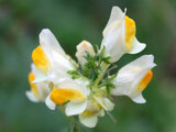 Linaria vulgaris