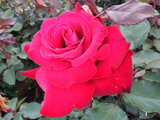 Ronald Reagan Rose