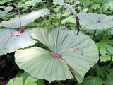 Cypripedium japonicum