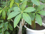 Malabar chestnut