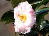 Camellia Murui-shibori