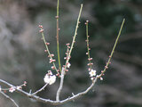 Prunus mume  'Kasugano'