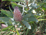 Protea neriifoli