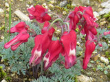 Dicentra