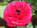 Persian buttercup