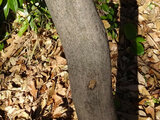 Cinnamomum pedunculatum