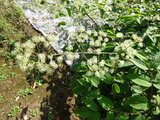 Aralia cordata