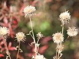 Cirsium dipsacolepis