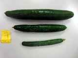 Cucumber