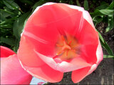 Tulip Menton