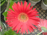 Gerbera