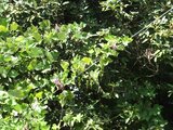 Pueraria montana lobata