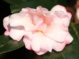 Camellia sasanqua haru-sasanqua 'Hanachirusato'