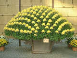 Chrysanthemum morifolium