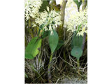 Dendrobium speciosum