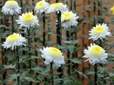 Choji chrysanthemum