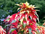 Amaranthus tricolor