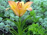 Lilium pensylvanicum