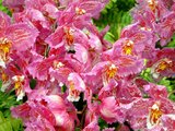 Odontioda Orchid Marie Noelle 'Verano'