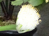 Haemanthus albiflors