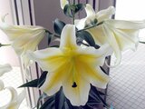 Lilium Oriental-Hybrids 'Manisa' 