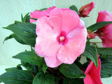 New Guinea impatiens