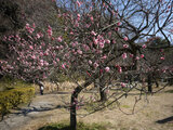 Prunus mume 'Ohginagashi'