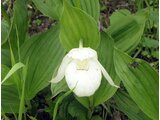 Rebun lady's slipper orchid