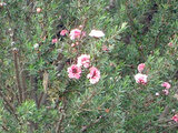 ニュージーランドの花