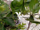 温州蜜柑 Citrus Unshiu 科技研花图画书