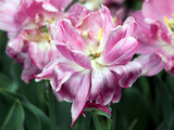 Tulip  Pink Cameo
