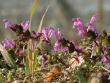 henbit dead-nettle