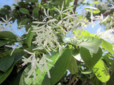 Chinese fringetree