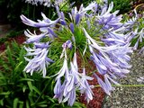 南アフリカの花
