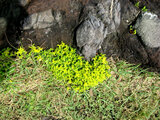 Sedum oryzifolium