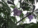 Jacaranda