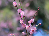 Prunus mume 'yae-kankou'