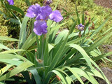 German Iris