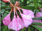 Rhododendron makinoi