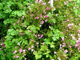 Jointed woodsorrel