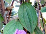 Tibouchina urvilleana