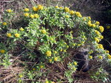 gold and silver chrysanthemum