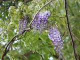 Wisteria brachybotrys