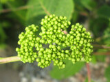 Siberian hydrangea