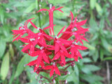 Lobelia cardinalis