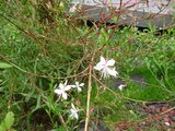 Gaura lindheimeri