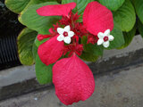 krigsskib At interagere Bemærk Red Flag Bush | Mussaenda erythrophylla | Flower Database