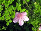 Rhododendron eriocarpum